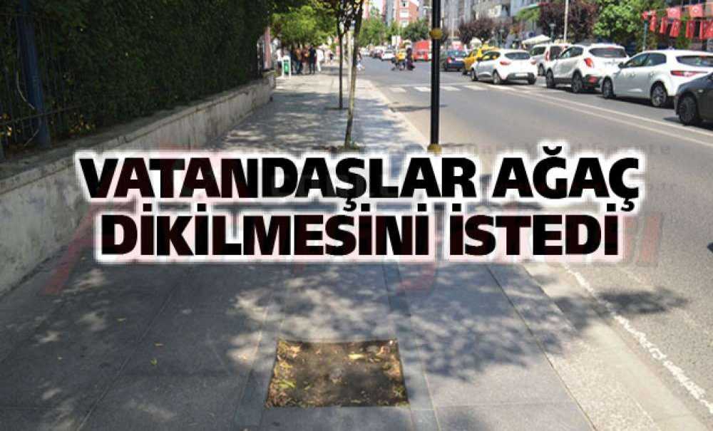 Vatandaşlar Ağaç Dikilmesini İstedi