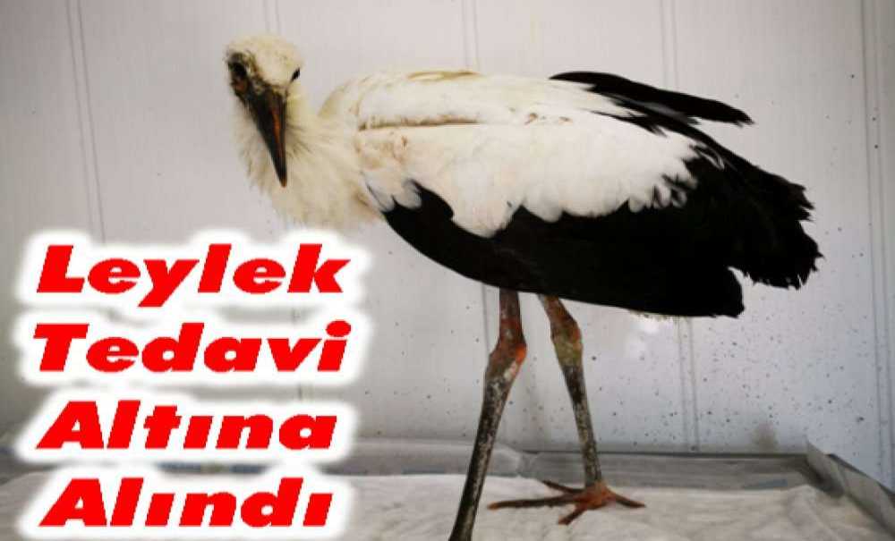 Leylek Tedavi Altına Alındı