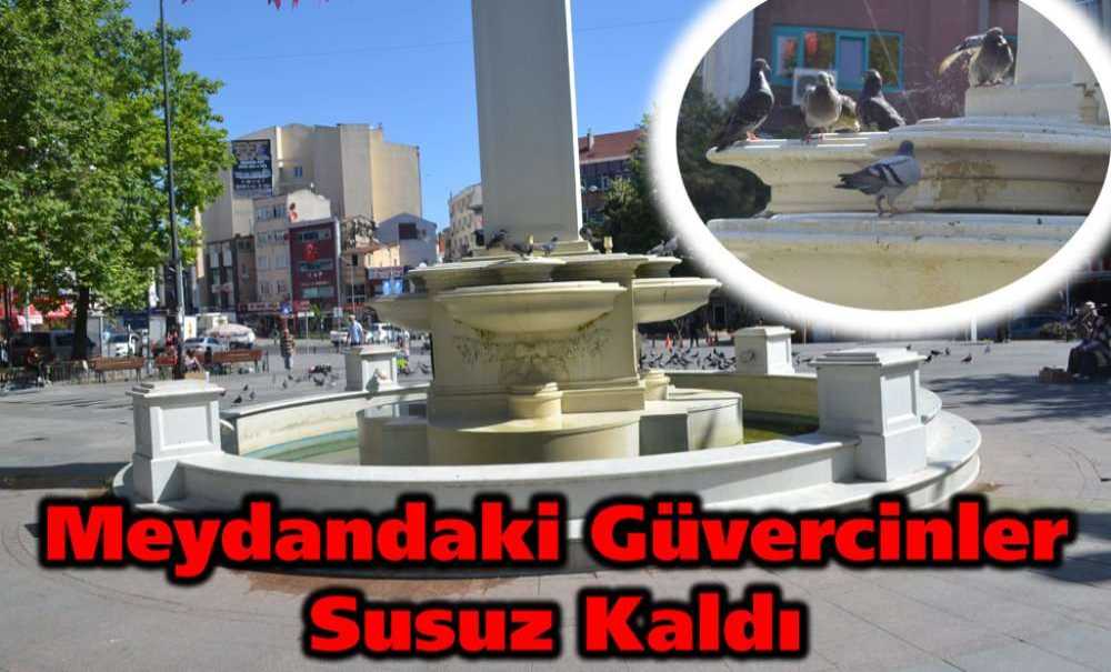 Meydandaki Güvercinler Susuz Kaldı