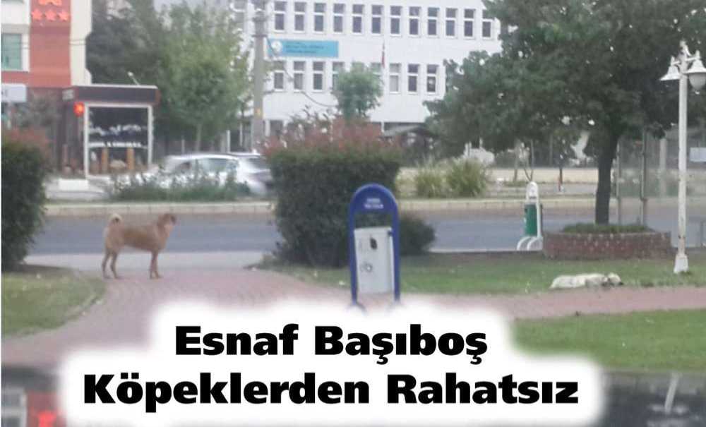 Esnaf Başıboş Köpeklerden Rahatsız