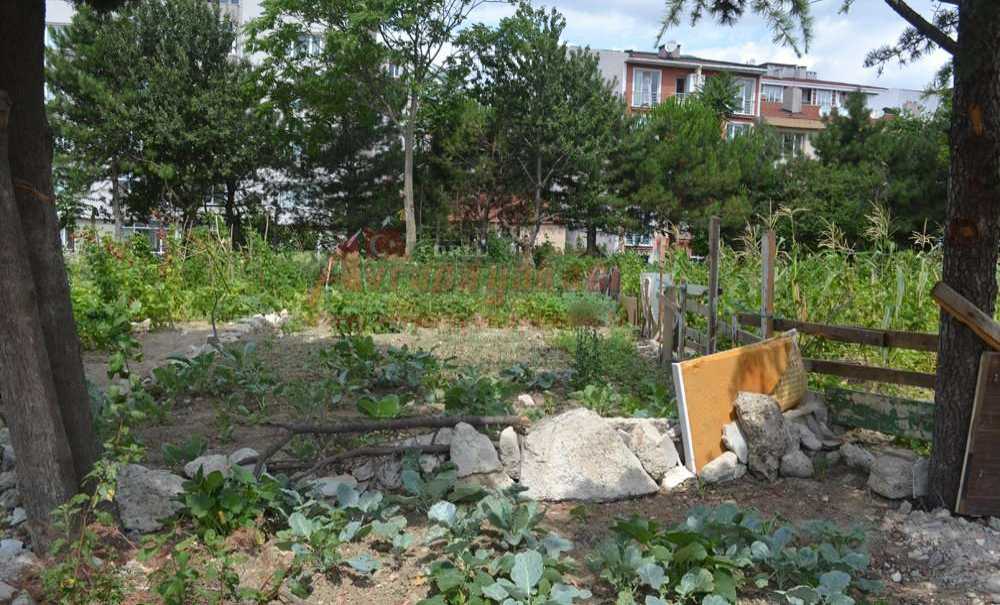 Vatandaşlar Yeşil Alanın, Park Yapılmasını İstedi