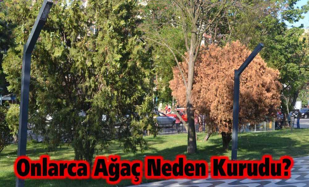 Onlarca Ağaç Neden Kurudu?