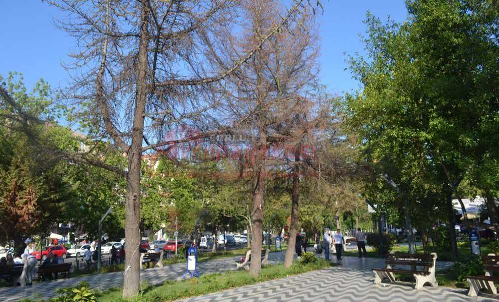 Onlarca Ağaç Neden Kurudu?