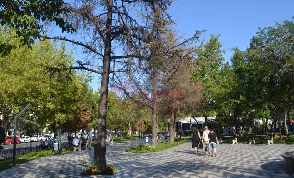 Onlarca Ağaç Neden Kurudu?