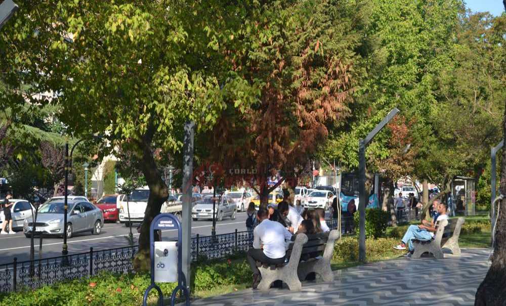 Onlarca Ağaç Neden Kurudu?