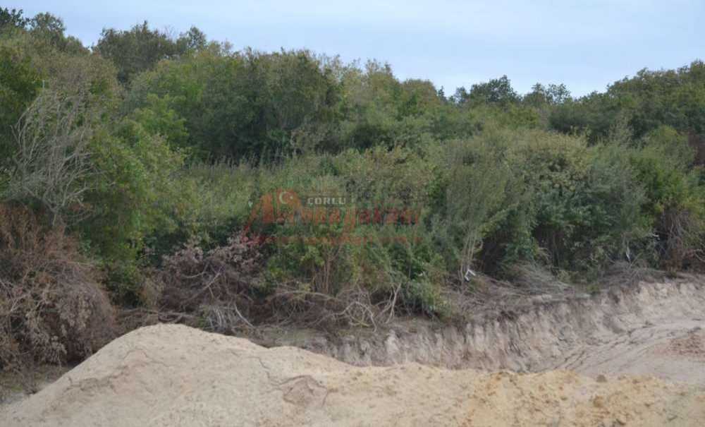 180 Bin Ağacın Kesilmesine Mahkemeden Ret