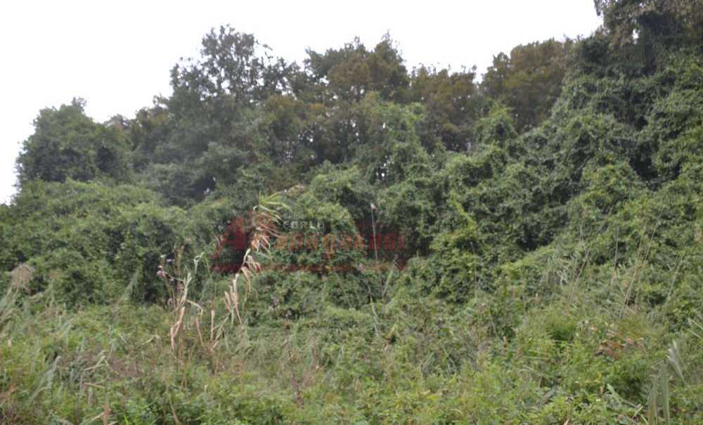 180 Bin Ağacın Kesilmesine Mahkemeden Ret