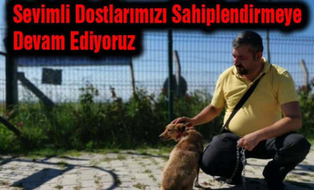 Sevimli Dostlarımızı Sahiplendirmeye Devam Ediyoruz