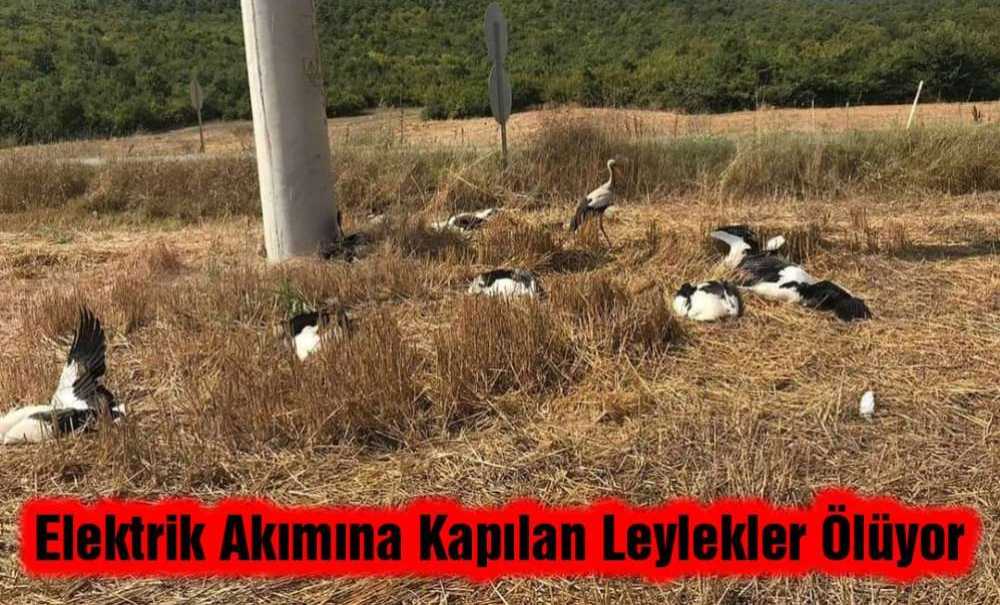 Elektrik Akımına Kapılan Leylekler Ölüyor