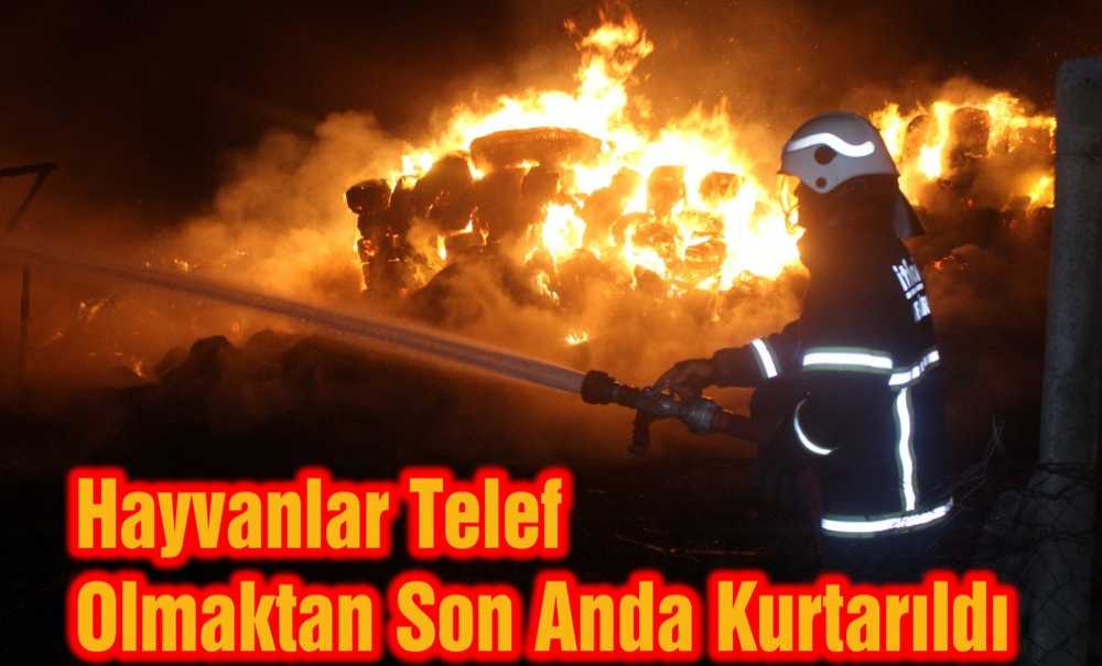 Hayvanlar Telef Olmaktan Son Anda Kurtarıldı