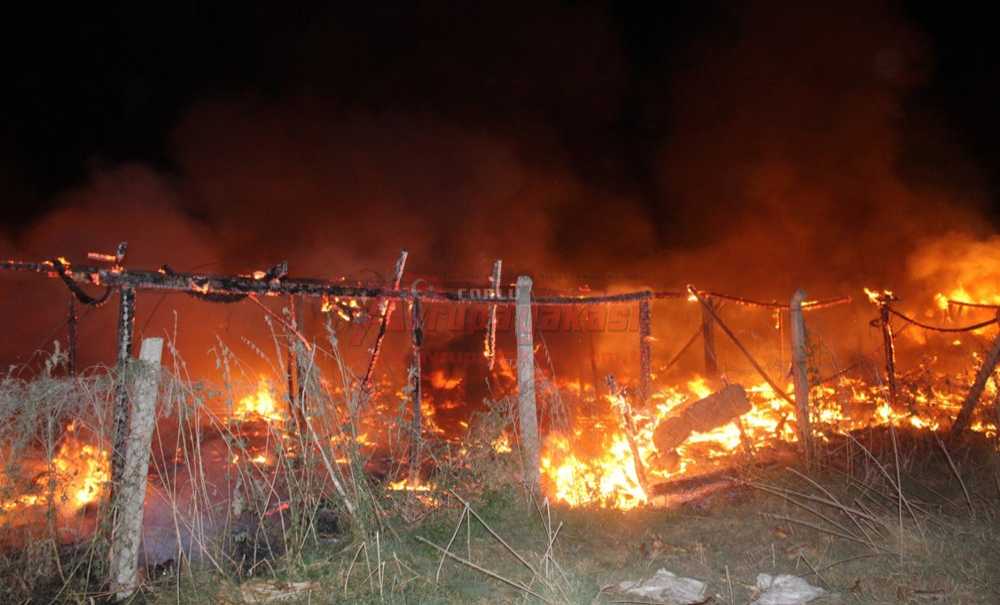 Hayvanlar Telef Olmaktan Son Anda Kurtarıldı