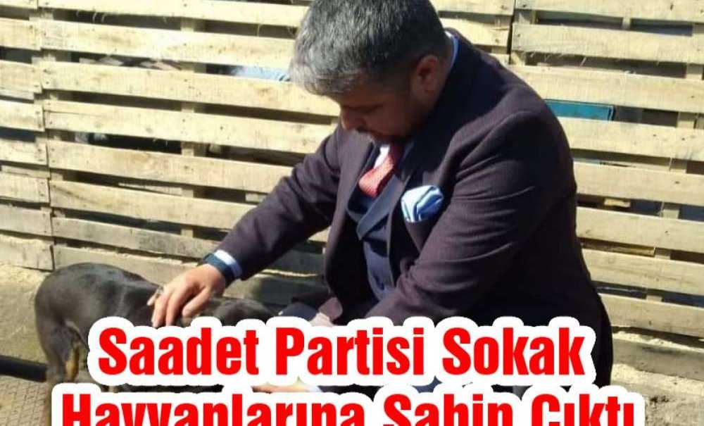 Saadet Partisi Sokak Hayvanlarına Sahip Çıktı