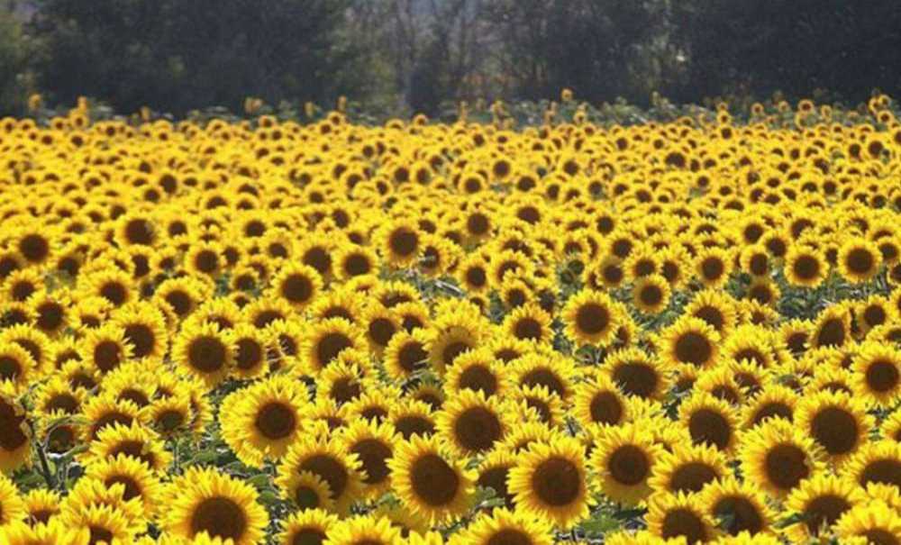 “Geçen Yıla Göre Verimler Düşük”