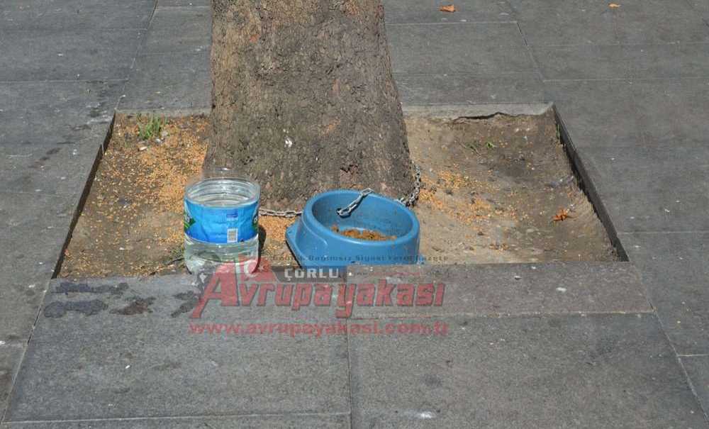 Sularını Yemlerini Eksik Bırakmıyorlar