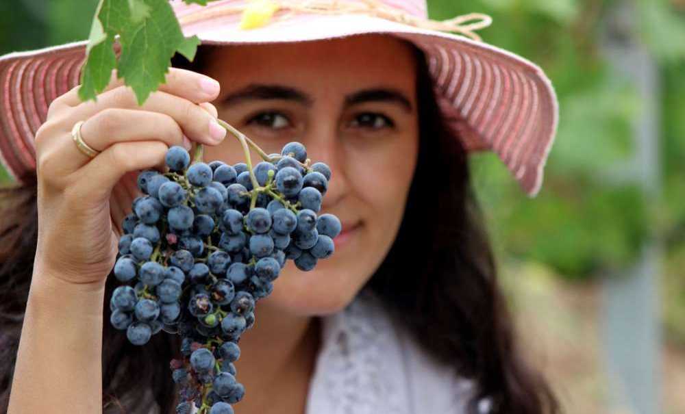 Edirne'de Üzüm Hasadı Başladı