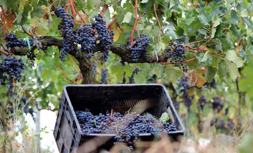 Edirne'de Üzüm Hasadı Başladı