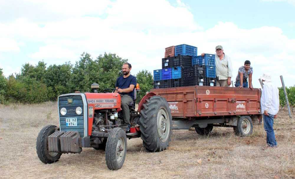 Edirne'de Üzüm Hasadı Başladı