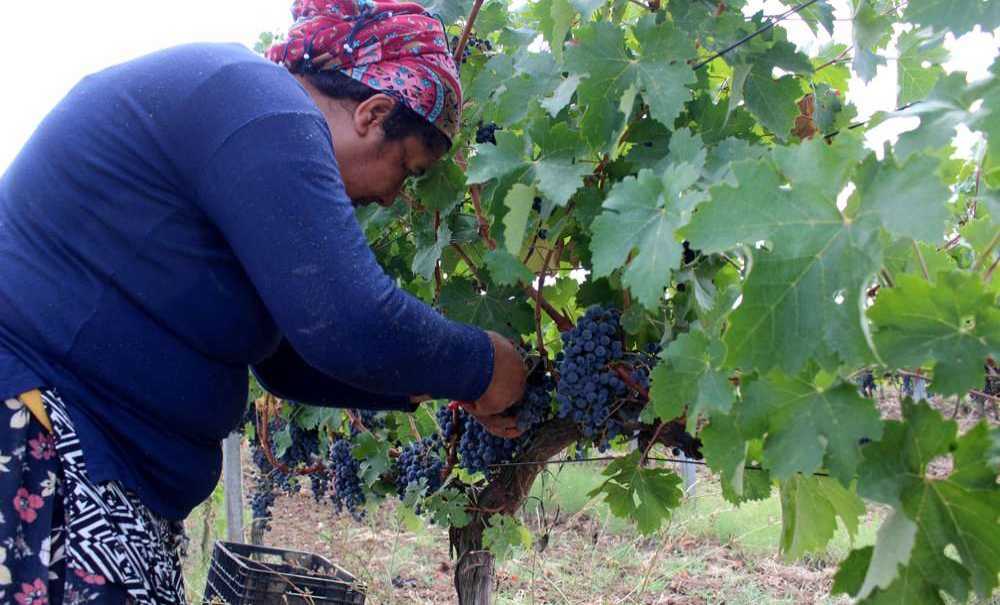 Edirne'de Üzüm Hasadı Başladı