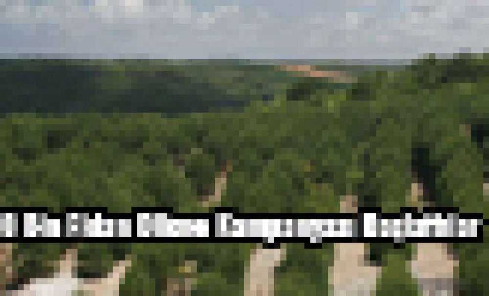 10 Bin Fidan Dikme Kampanyası Başlattılar