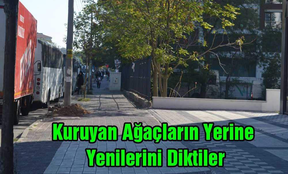 Kuruyan Ağaçların Yerine Yenilerini Diktiler