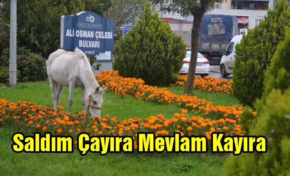 “Saldım Çayıra Mevlam Kayıra”