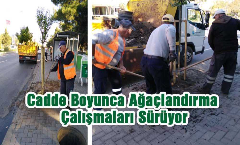 Cadde Boyunca Ağaçlandırma Çalışmaları Sürüyor