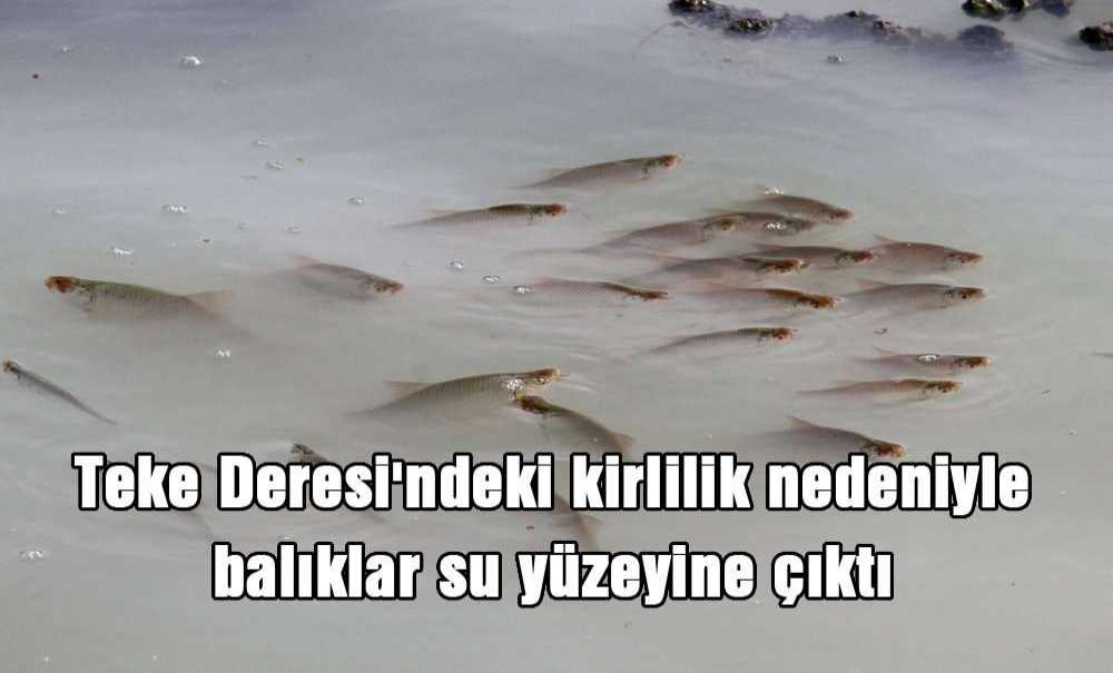 Teke Deresi'ndeki Kirlilik Nedeniyle Balıklar Su Yüzeyine Çıktı
