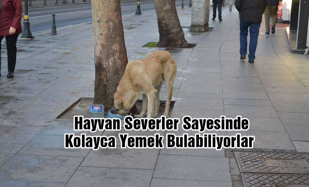 Hayvan Severler Sayesinde Kolayca Yemek Bulabiliyorlar