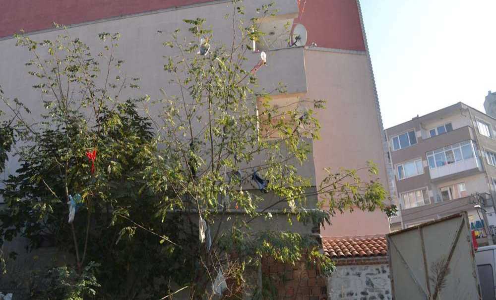 Çöpler Ağacı Dilek Ağacına Çevirdi