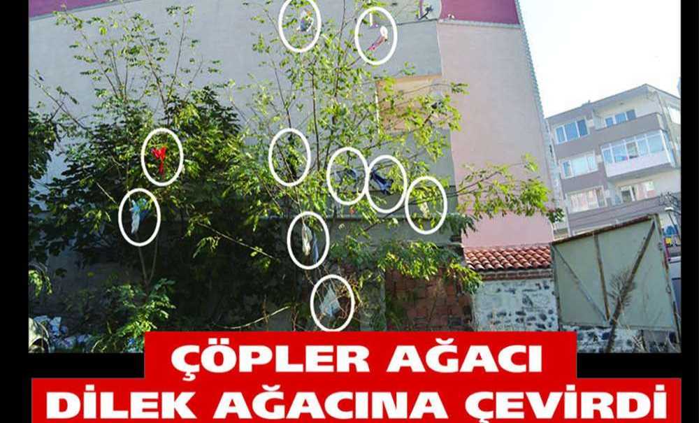 Çöpler Ağacı Dilek Ağacına Çevirdi