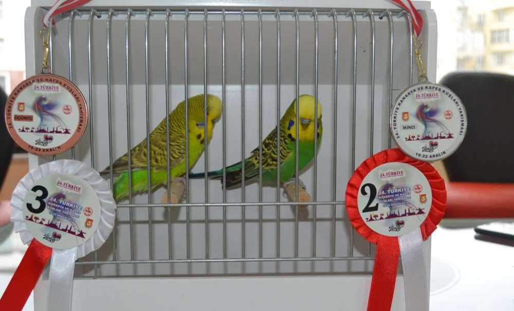 Gittikleri Yarışma'dan Yine Madalyayla Döndüler