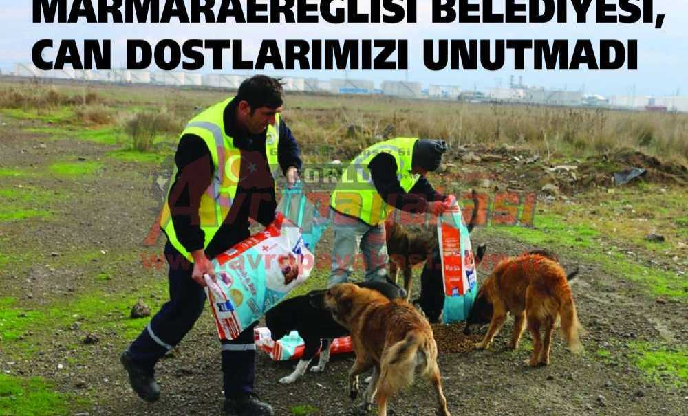 Marmaraereğlisi Belediyesi, Can Dostlarımızı Unutmadı
