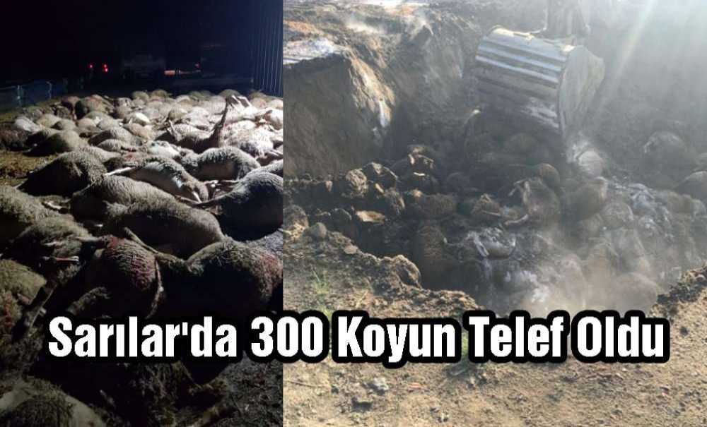 Sarılar'da 300 Civarında Koyun Telef Oldu