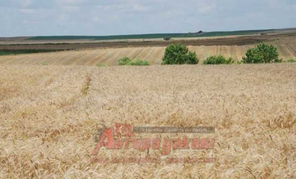 Tmo Hububat Alımlarında Tam Randevulu Sisteme Geçti