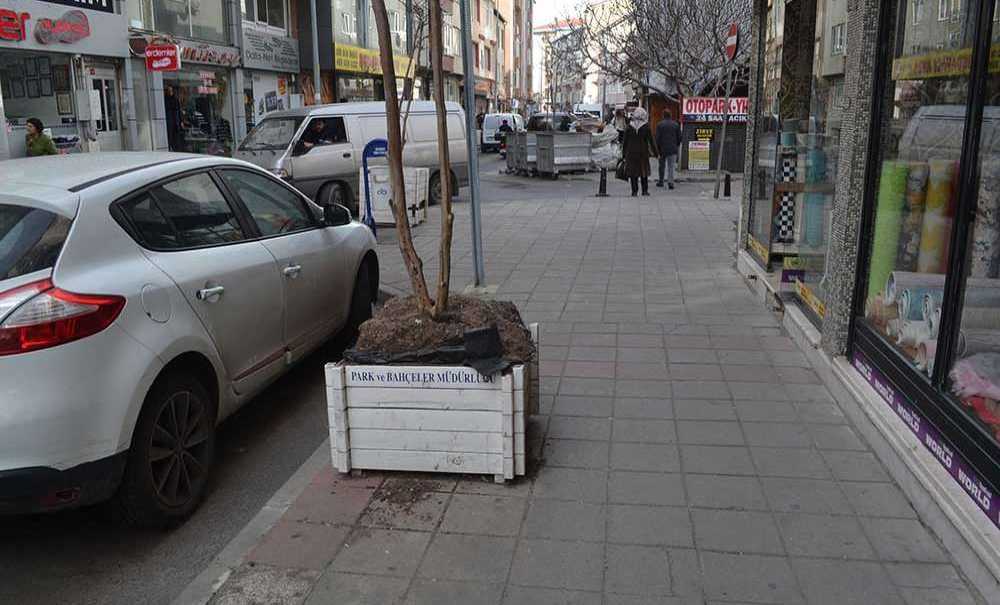 Kendini Bilmez Kişiler Saksılara Zarar Veriyor