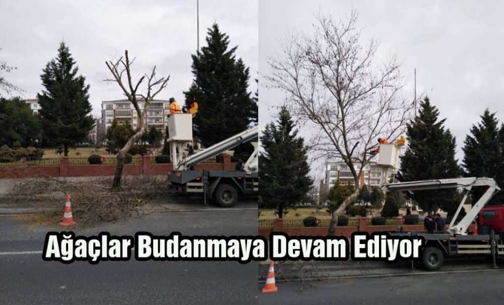 Ağaçlar Budanmaya Devam Ediyor
