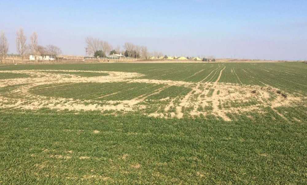 Çiftçiler İsyan Etti, “Mahsullerimize Zarar Veriyorlar”