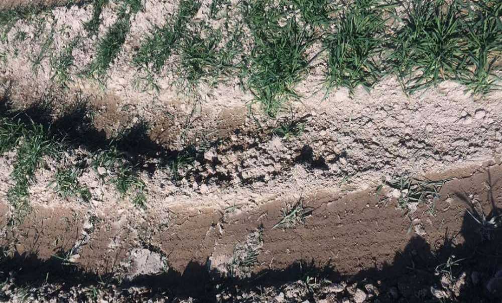 Çiftçiler İsyan Etti, “Mahsullerimize Zarar Veriyorlar”