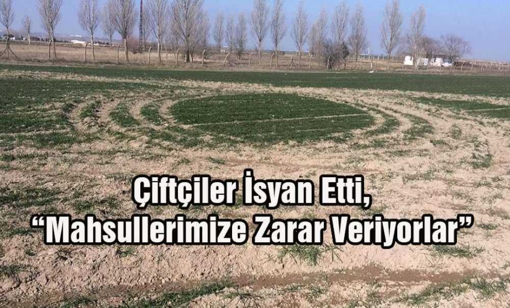 Çiftçiler İsyan Etti, “Mahsullerimize Zarar Veriyorlar”