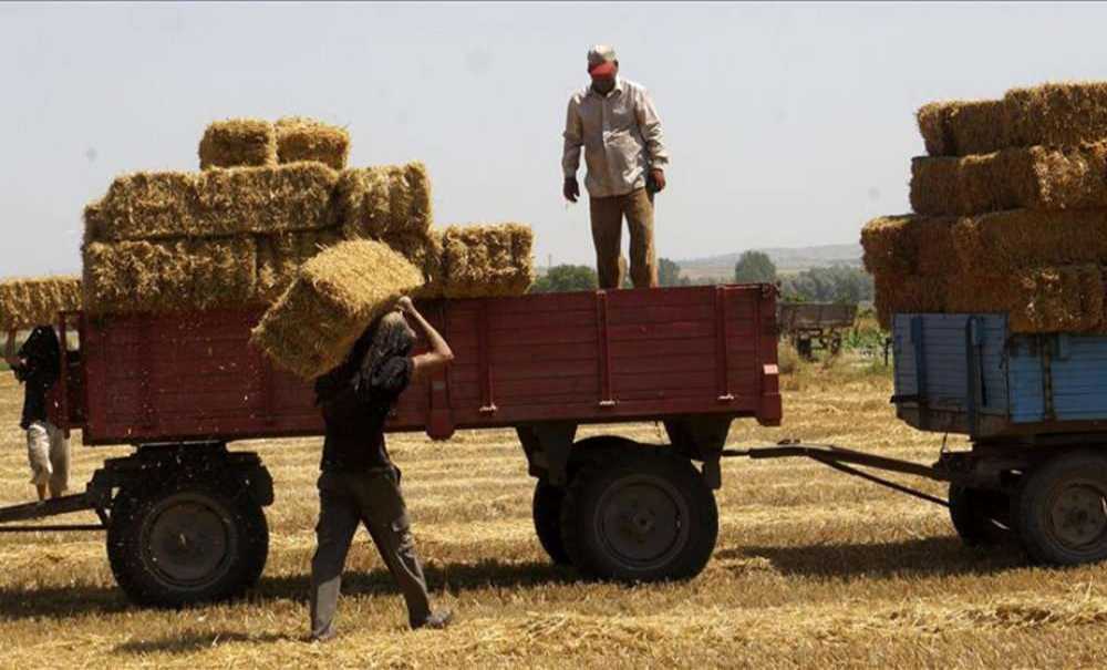 “Saman Fiyatları Altınla Yarışıyor”