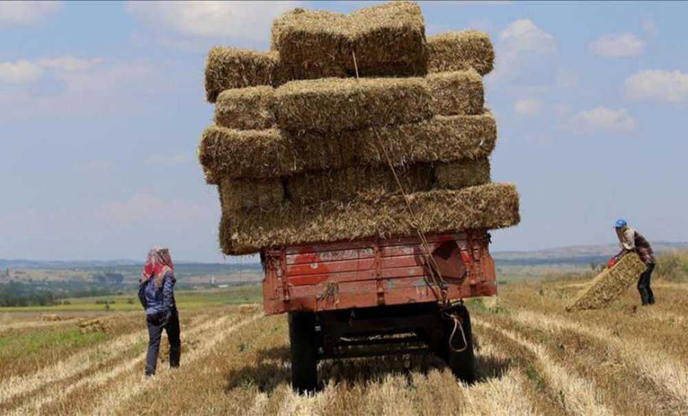 “Saman Fiyatları Altınla Yarışıyor”