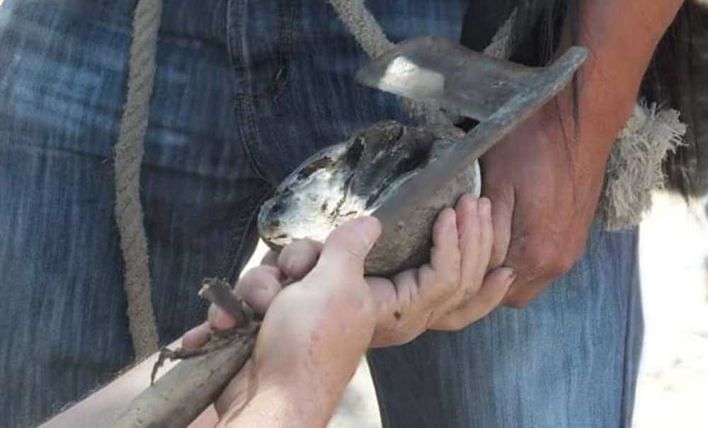 Nalbantlık Mesleği De Ölüyor