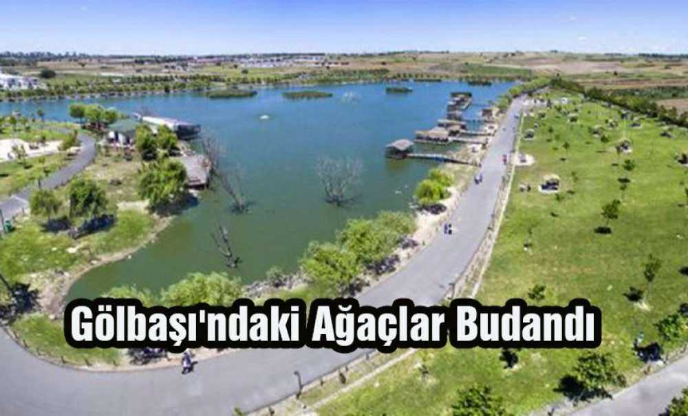 Gölbaşı'ndaki Ağaçlar Budandı