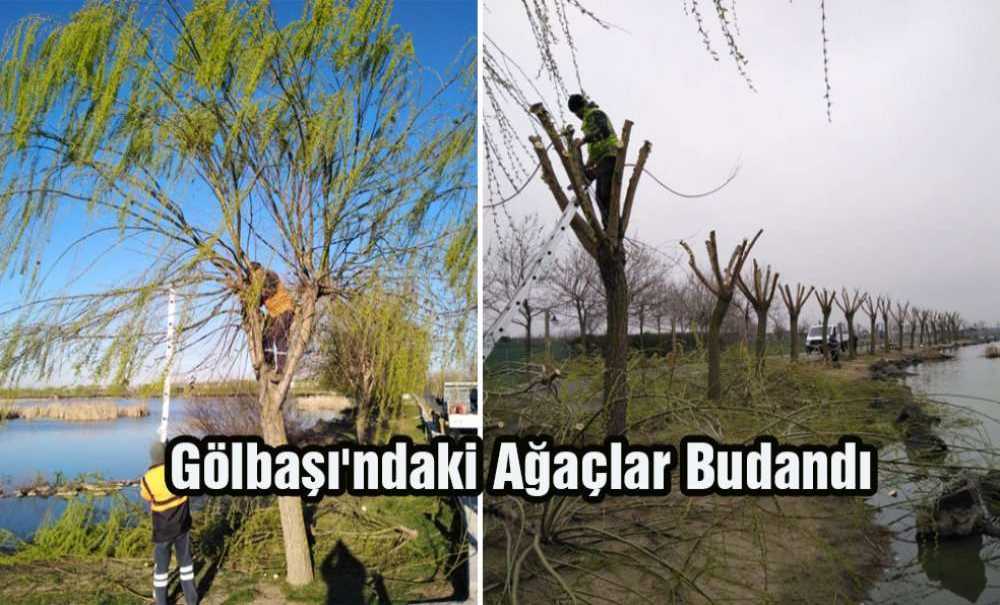 Gölbaşı'ndaki Ağaçlar Budandı