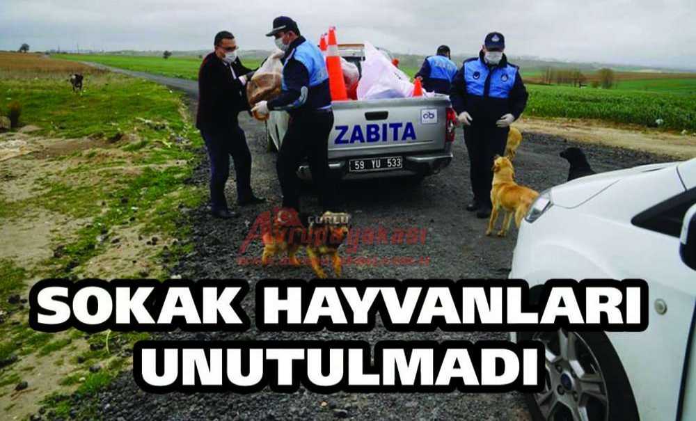 Sokak Hayvanları Unutulmadı