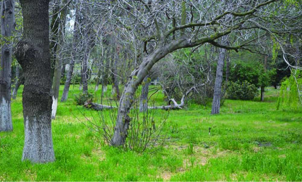 Hastane Bahçesindeki Ağaçlar Boylu Boyunca Yatıyor