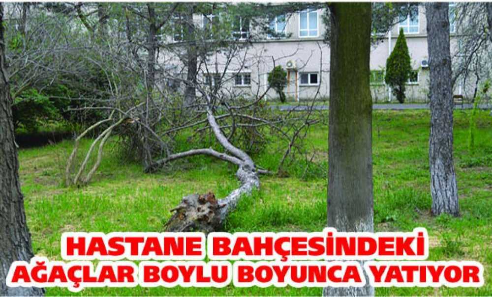 Hastane Bahçesindeki Ağaçlar Boylu Boyunca Yatıyor