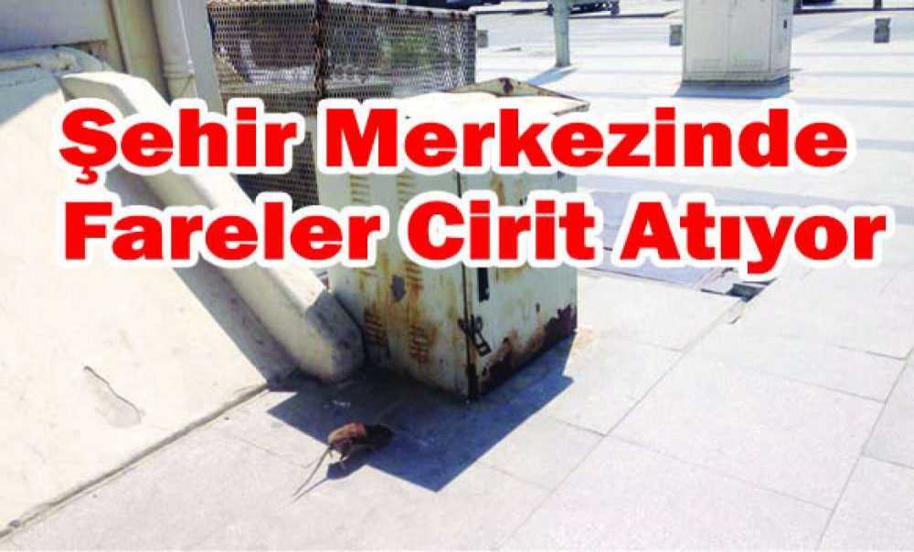 Çorlu'da Şehir Merkezinde Cirit Atıyor