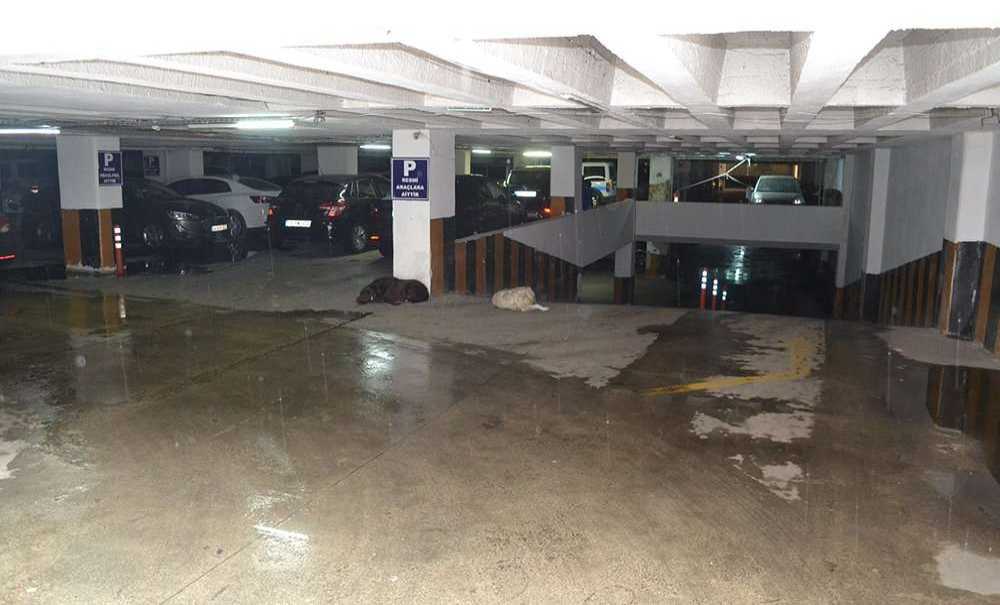 Sokak Hayvanları Yağıştan Dolayı Otoparka Sığındı