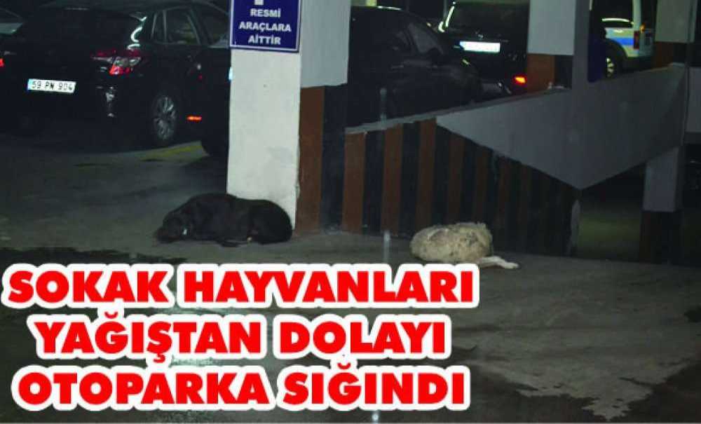 Sokak Hayvanları Yağıştan Dolayı Otoparka Sığındı
